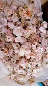 Cangkang Kerang Teritip 100 gram