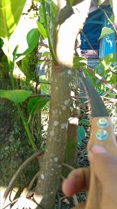 Gergaji Pruning Bonsai Gergaji Kecil Supertajam Siap Pakai\\n\\n Apa Itu Gergaji Pruning Bonsai?\\n\\nGergaji pruning bonsai adalah alat pemotong tumbuhan berkualitas tinggi yang dirancang khusus untuk pemeliharaan tumbuhan bonsai. Gergaji ini memiliki ukuran yang kecil dan sangat tajam, sehingga memudahkan Anda untuk melakukan pemotongan dengan presisi tinggi.\\n\\n Fungsi Gergaji Pruning Bonsai\\n\\nFungsi utama gergaji pruning bonsai adalah memotong cabang-cabang tumbuhan bonsai dengan presisi tinggi. Dengan menggunakan gergaji ini, Anda dapat mengatur bentuk dan pertumbuhan tumbuhan bonsai sesuai dengan keinginan Anda.\\n\\n Jenis-Jenis Gergaji Pruning Bonsai\\n\\nAda beberapa jenis gergaji pruning bonsai yang tersedia di pasaran, seperti:\\n\\n- Gergaji pruning bonsai manual\\n- Gergaji pruning bonsai listrik\\n\\n Kelebihan dan Kekurangan Gergaji Pruning Bonsai\\n\\n Kelebihan Gergaji Pruning Bonsai\\n\\nBeberapa kelebihan gergaji pruning bonsai antara lain:\\n\\n- Sangat tajam dan presisi tinggi\\n- Mudah digunakan\\n- Cocok untuk pemeliharaan tumbuhan bonsai\\n\\n Kekurangan Gergaji Pruning Bonsai\\n\\nBeberapa kekurangan gergaji pruning bonsai antara lain:\\n\\n- Harga yang relatif mahal dibandingkan dengan alat pemotong tumbuhan lainnya\\n- Perlu perawatan khusus untuk menjaga ketajaman gergaji\\n\\n Cara Memilih Gergaji Pruning Bonsai yang Tepat\\n\\n Faktor-Faktor yang Perlu Dipertimbangkan\\n\\nBeberapa faktor yang perlu dipertimbangkan saat memilih gergaji pruning bonsai antara lain:\\n\\n- Kualitas bahan pembuatan gergaji\\n- Ketajaman gergaji\\n- Mudah digunakan\\n\\n Tips Memilih Gergaji Pruning Bonsai Berkualitas Tinggi\\n\\nBeberapa tips memilih gergaji pruning bonsai berkualitas tinggi antara lain:\\n\\n- Pilih gergaji yang terbuat dari bahan berkualitas tinggi\\n- Pilih gergaji yang tajam dan presisi tinggi\\n- Pilih gergaji yang mudah digunakan\\n\\n Cara Menggunakan Gergaji Pruning Bonsai dengan Benar\\n\\n Langkah-Langkah Penggunaan Gergaji Pruning Bonsai\\n\\nLangkah-langkah penggunaan gergaji pruning bonsai antara lain:\\n\\n1. Persiapkan tumbuhan bonsai yang akan dipotong\\n2. Pastikan gergaji pruning bonsai dalam kondisi tajam dan bersih\\n3. Potong cabang-cabang tumbuhan bonsai dengan presisi tinggi\\n\\n Teknik Penggunaan Gergaji Pruning Bonsai yang Efektif\\n\\nBeberapa teknik penggunaan gergaji pruning bonsai yang efektif antara lain:\\n\\n- Gunakan gergaji dengan gerakan melingkar\\n- Potong cabang-cabang tumbuhan bonsai dengan presisi tinggi\\n- Pastikan gergaji selalu dalam kondisi tajam dan bersih\\n\\n Perawatan dan Penyimpanan Gergaji Pruning Bonsai\\n\\n Cara Merawat Gergaji Pruning Bonsai\\n\\nCara merawat gergaji pruning bonsai antara lain:\\n\\n- Bersihkan gergaji setelah penggunaan\\n- Lap gergaji dengan kain kering\\n- Simpan gergaji dalam tempat yang aman dan kering\\n\\n Cara Menyimpan Gergaji Pruning Bonsai dengan Aman\\n\\nBeberapa cara menyimpan gergaji pruning bonsai dengan aman antara lain:\\n\\n- Simpan gergaji dalam tempat yang aman dan kering\\n- Simpan gergaji dalam wadah khusus\\n- Jangan simpan gergaji bersama dengan alat-alat lain yang dapat merusak gergaji\n}