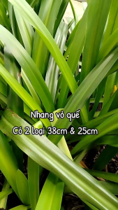 [HCM] 2 Hộp Nhang Vỏ quế Vạn Ân dài 38cm 160 cây