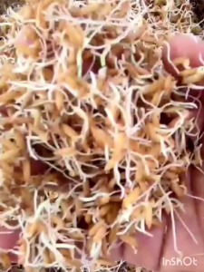 KEMASAN 5 KG BENIH BIBIT PADI AGT 303 SUPER UNGGUL GABAH BERKUALITAS