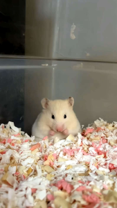 เอป้อม เม็ดอ้วน ๆ เม็ดทานตะวันใหญ่ 1000 กรัม