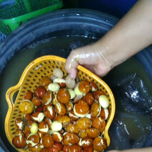 ลูกเนียงแก่มะตึ๋งอ่อนดองkilo