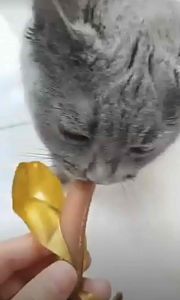 Sosej Kucing Makanan Anjing Stick Tambah Selera Ikatan Latihan Snek Haiwan Snek Kucing Ayam Daging Ikan Itik 15g Protein Semula Jadi Tanpa Bahan Tambahan