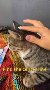 Cat Flea & Tick Care Spot-On | Cecair Penjagaan Kucing Spot-On | Mengurangkan Kutu & Parasit | Penjagaan Harian 2.5ML