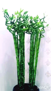 Pajangan/ hiasan dekorasi rumah / kantor Bambu hoki / bambu rejeki Curly tinggi +/- 1M