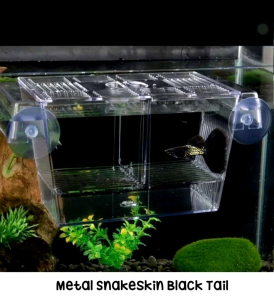 Aquarium Needs Guppy MSSBT Tank