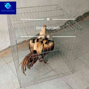 kurung ayam lipat besi kandang ayam bisa di lipat bahan besi coating crhoam tahan terhadap cuaca tahan karat Kandang Lipat Besar Dengan Pintu Kandang Ayam Ergonomis Dan Kokoh - Lazada