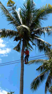 อุปกรณ์ปีนต้นไม้