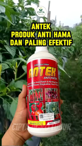Pupuk Antek Spesial 1 Liter Anti Patek Anti Daun Keriting untuk Tanaman Semusim Tahunan Sayur dan Bunga - Tomat