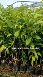 Bibit Tanaman Pohon Gaharu Aquilaria Malaccensi Kualitas Unggul
