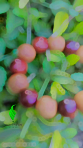 Gelang Kombinasi 2 kayu Bidara arab dan Nagasari size 16mm pria wanita