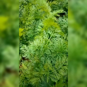 BENIH WORTEL LOKAL (KEMASAN ORIGINAL)