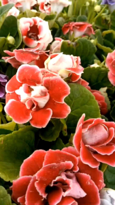 กุหลาบนางฟ้า กระถาง 8 นิ้ว ต้นสวย (กทม)