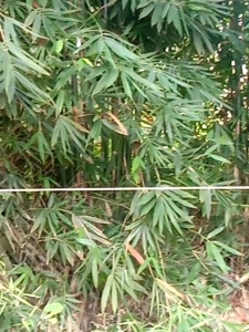 Buluh Lemang atau Pansuh 17" 1set 10pcs