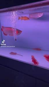 COD Pelet Ikan Arwana Arowana 100gr | Pakan Ikan | Makanna Ikan Arwana Super Red Arwana Golden Red