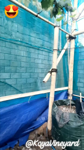 Waring | Jaring Kasa Hijau lebar 3 Meter 1 roll