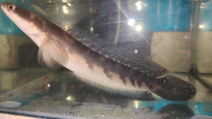 CHANNA MARU RED SENTARUM FISH 9-13 INCH Pet Supplies Aquarium Decorations