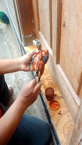 150 gram KEMIN fermentasi herbal kemin vietnam( garansi kental) kemin vietnam menebalkan kulit menyegarkan ayam merah merona tidak merusak bulu