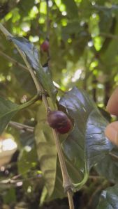 100% Legit Sagada Arabica Coffee (Sagada Gold)