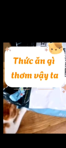 THỨC ĂN HẠT CAO CẤP NHẬP KHẨU HÀN QUỐC DÀNH CHO MÈO MỌI LỨA TUỔI - CARE CAT