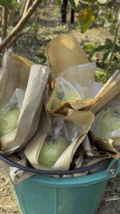 ถุงห่อฝรั่งชนิดใสขนาด 6*14 (1 กระสอบ)