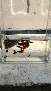 GUPPY HB RED ROSE PAIR