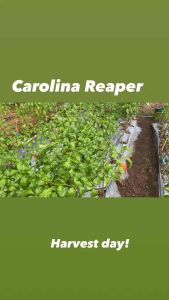 CAROLINA REAPER Pepper seeds - 25 seeds pack