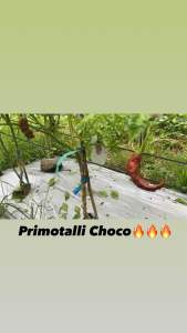PRIMOTALLI Red Chocolate and Gold Pepper seeds - 25 seeds pack