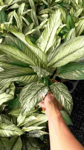 เดหลีจักรพรรดิ์ด่างมิ้น