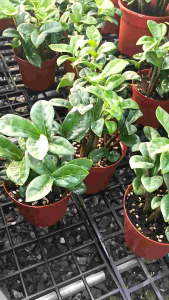 กวักมรกตแคระออลแลนด์