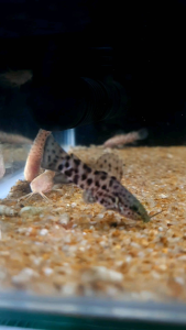 Albino Hoplo Catfish/Ornamental fish/Freshwater/Readystock