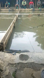 Essen Ikan Mas Oplosan Gacor & Viral 2023