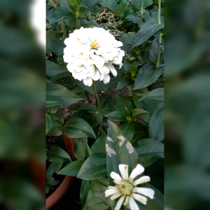 8 BUTIR BIJI BENIH BUNGA ZINNIA POLAR BEAR