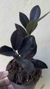 กวักมรกตดำ ไม้ฟอกอากาศ (กระถาง 4 นิ้ว )ปลูกในบ้านได้