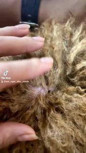 [Chính Hãng] NexGard Phòng Loại bỏ Ve Rận Ghẻ Cho Chó [1 Viên]