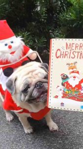 Merry Book Cookies คุกกี้คริสต์มาสน้องหมาน้องแมว | Christmas Pet Gift Box ขนมน้องหมาน้องแมว