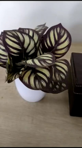 Kotak tisu makan || Tempat tisu || Box tisu antik || Kotak tisu hotrel