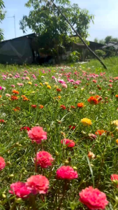 แพรเซี่ยงไฮ้คละสี 40กิ่ง ตัดกิ่งอวบยาวสีสวยงาม ปลูกง่าย ตัดให้สดๆวันต่อวันจ้า