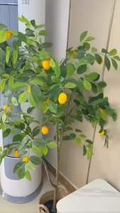 Cây Chà Lưng 2 Đầu Bàn Chải Tắm 2 Mặt Kèm Bông Tắm Tạo Bọt Mềm Mại Có Tay Cầm Dài