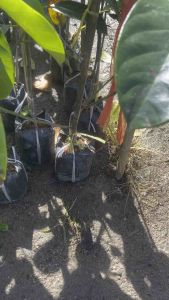 ต้นจำปาดะขวัญสะตูล2