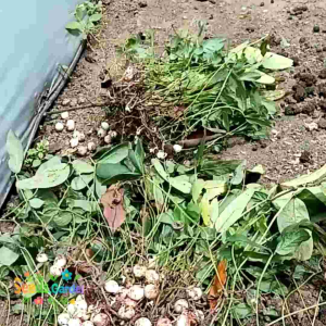 10 BUTIR BIJI/BENIH TANAMAN KACANG BOGOR SUDAH DI KUPAS