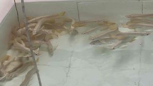 PROMO [Wholesale Price] Crossback Arowana - AquaX With D.O.A. ~Farm Direct Sell
