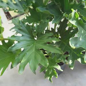 TRẦU BÀ THANH XUÂN