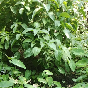 Cây chè đại hay cây chè khổng lồ lá tươi cho gia súc gia cầm ăn tăng cường đạm.