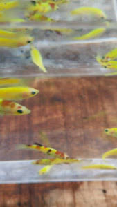Cupang Neon Galaxi Betina Size Random