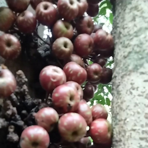 buah kondang segar untuk bikin rujak bebek 500 grm