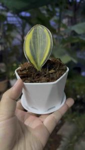 ลิ้นมังกรครีบปลาวาฬด่าง กระถาง 4 นิ้วไม่มีจานรอง Minimal SAMSE-VIERIA