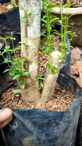 Bonsai Anting Putri Bonggol Cabang 3