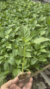 ( 15 bibit ) cabe semai | cabe rawit hijau siap tanam | bibit cabe cengek berkualitas ( pengiriman khusus daerah pulau Jawa)