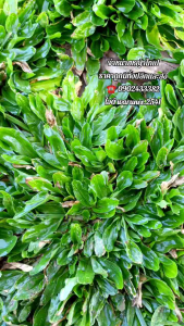 หญ้าไทเปชุด10ตารางเมตร